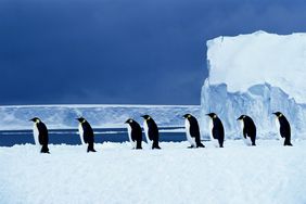 Penguins walking on the snow in a straight line. 