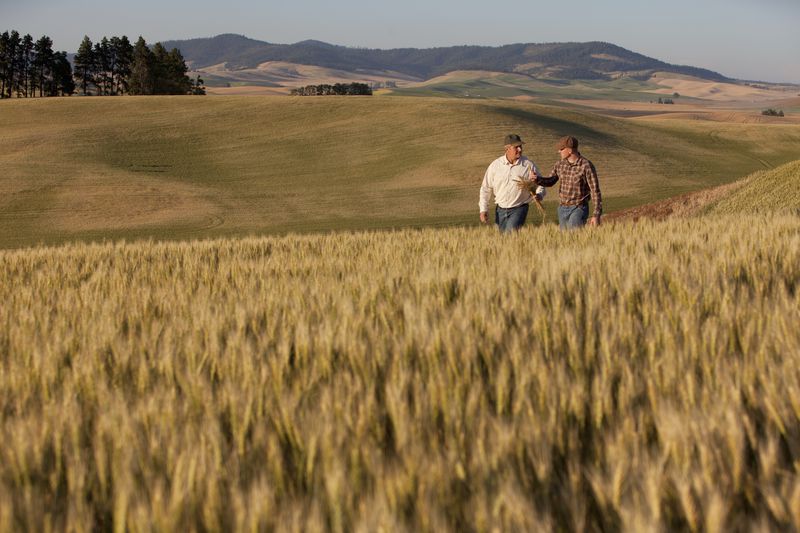 Two farmers walk in a wheat field that is ready for harvest and delivery to a customer.