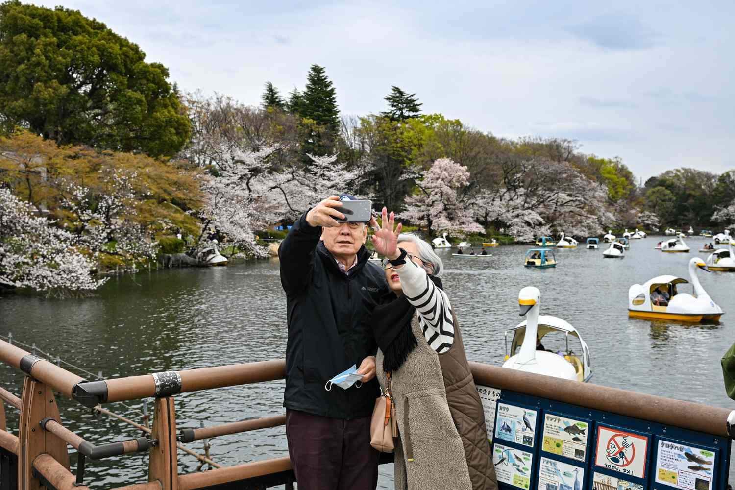 Two people taking a selfie on a bridge with cherry blossoms and paddle boats in the background