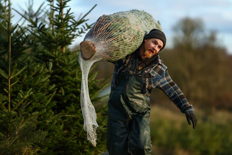 A worker at a Christmas tree farm holds a tree