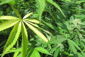 marijuana