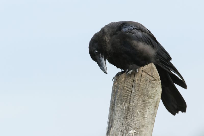 Jet black crow perches on wooden post and looks down toward ground