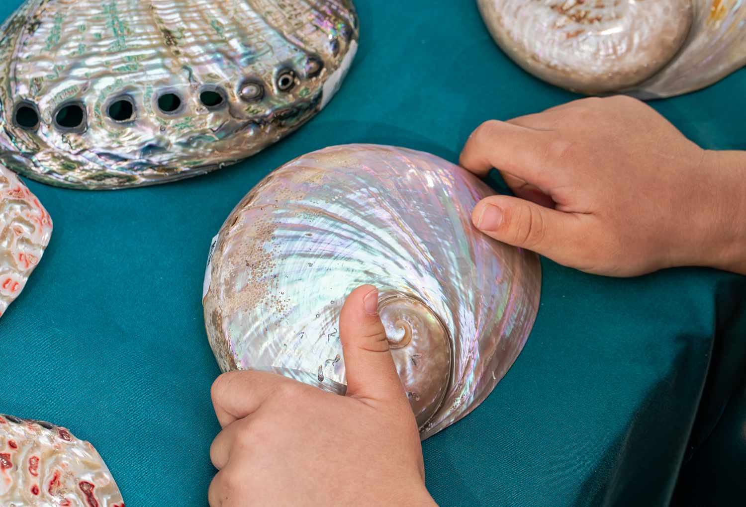 Hands holding a shell which may show the Golden Ratio