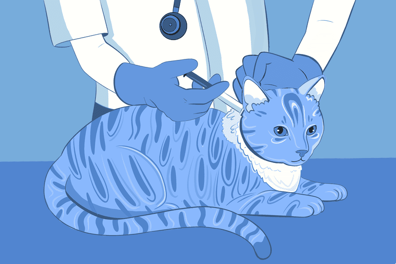 What Is Not Covered by Pet Insurance?