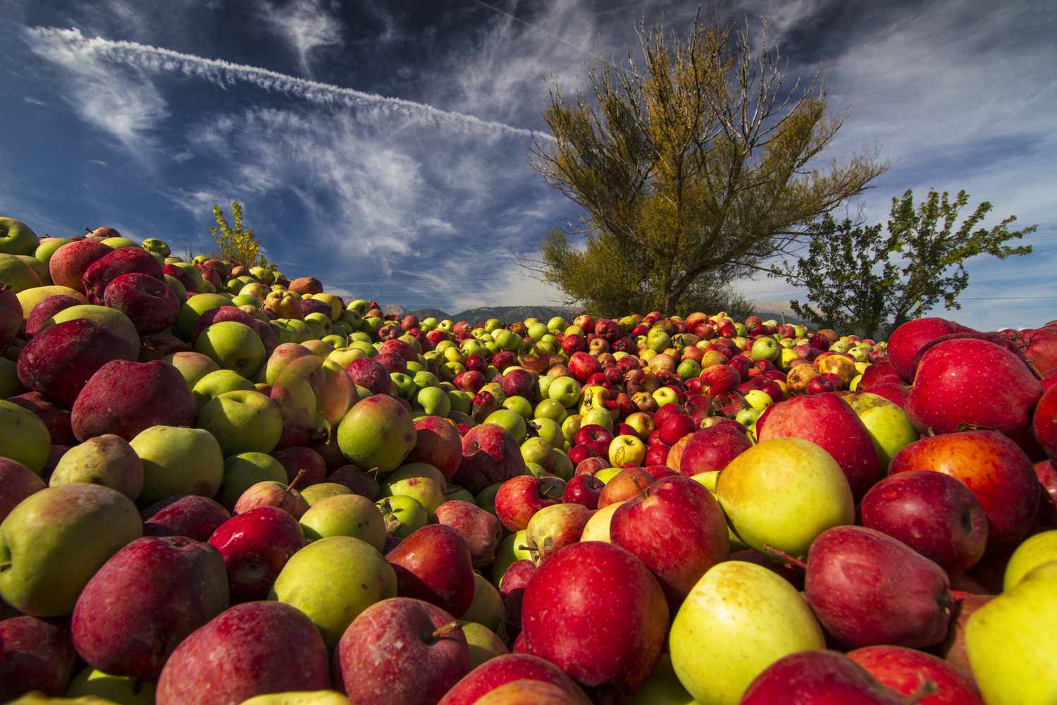 Colorful fruit covering the ground.