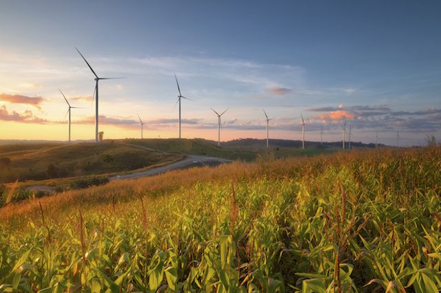 Windmills in a field