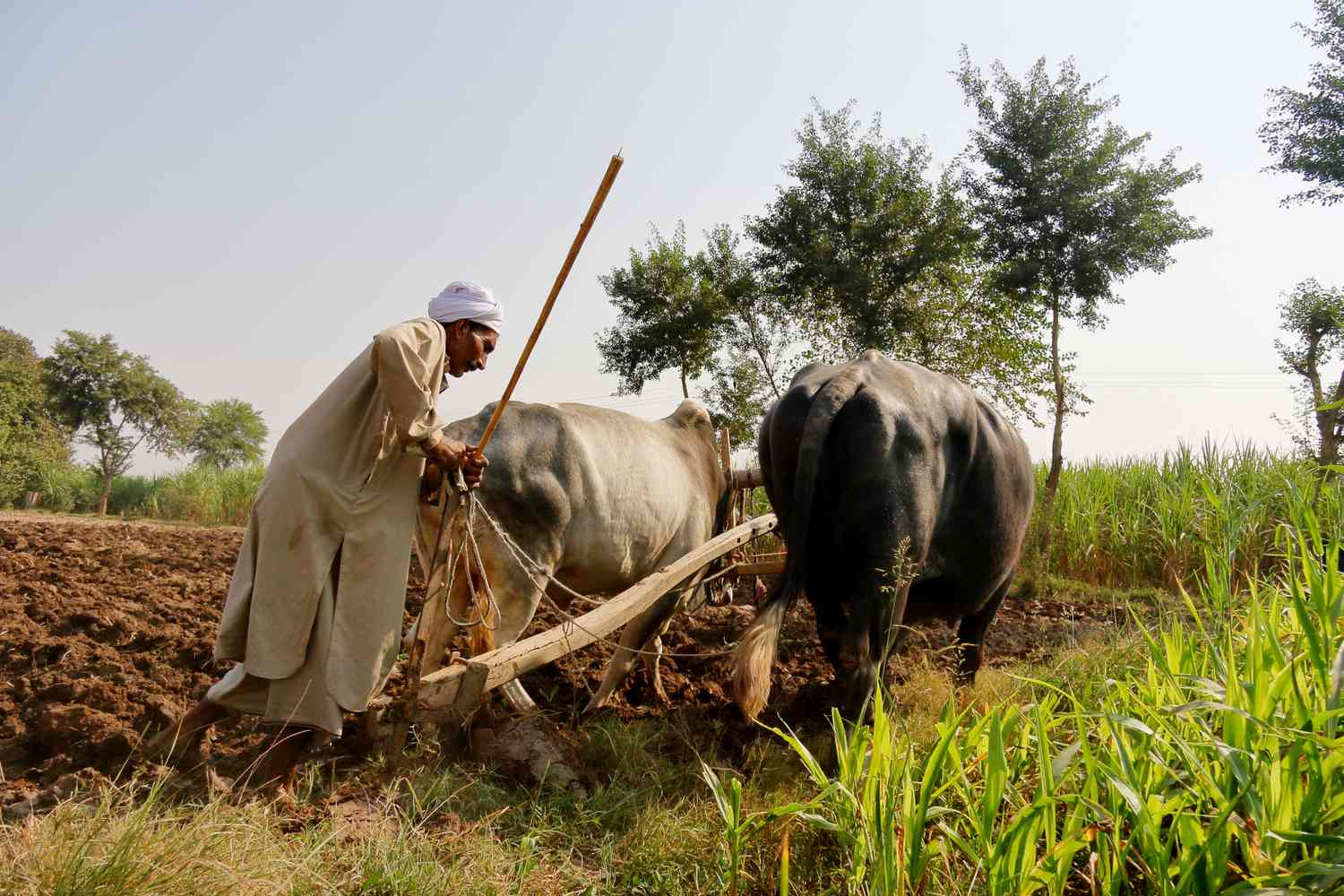 A farmer uses a oxen-pulled plow to break ground for crops in a poor, rural farming area of Pakistan.