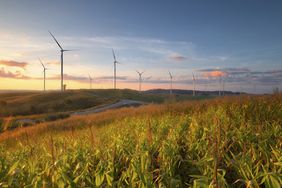 Windmills in a field