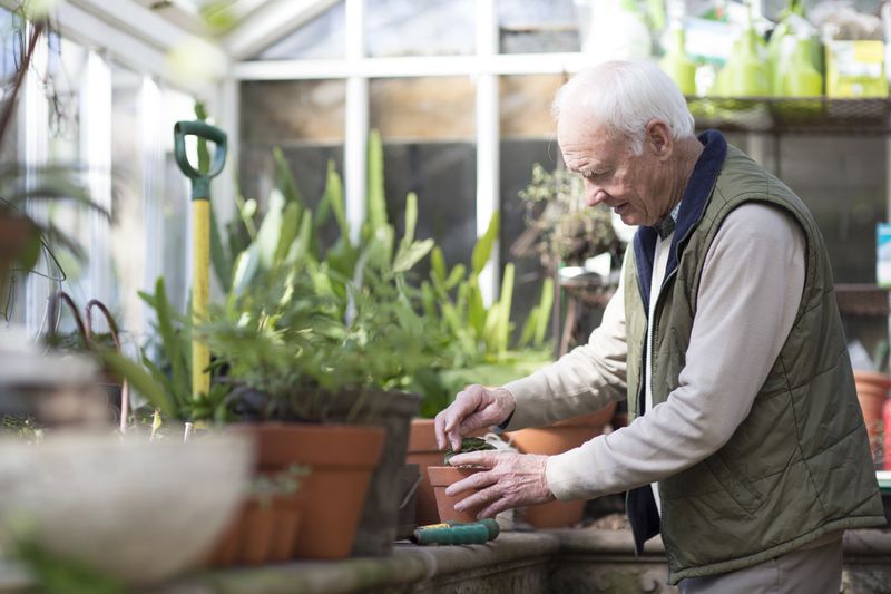 Senior man working in a greenhouse