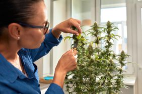 Woman trimming cannabis leaves